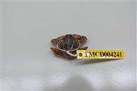 藏品(豆形拳蟹)的圖片